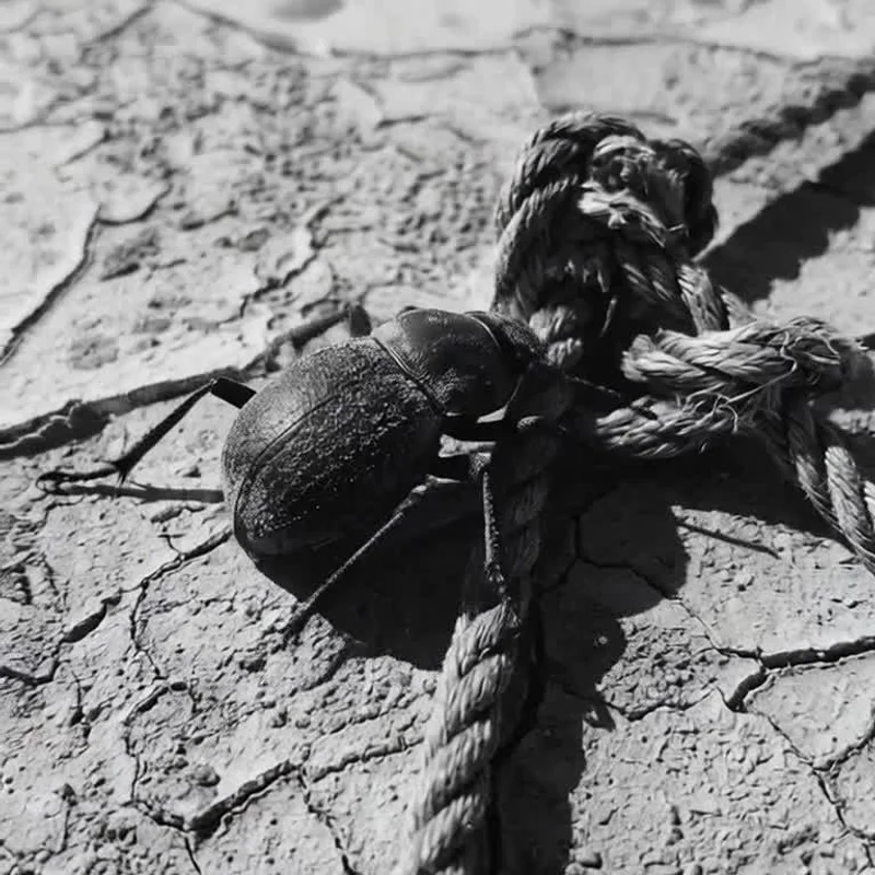 Creative work by forgrof